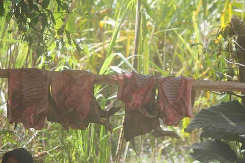 Kutupa make keto loki minikihaleme eki make wala:la:ma:. / Butchered row pork meats hanged before put into the ground oven. Kutupa make keto loki minikihaleme eki make wala:la:ma:. / Butchered row pork meats hanged before put into the ground oven.